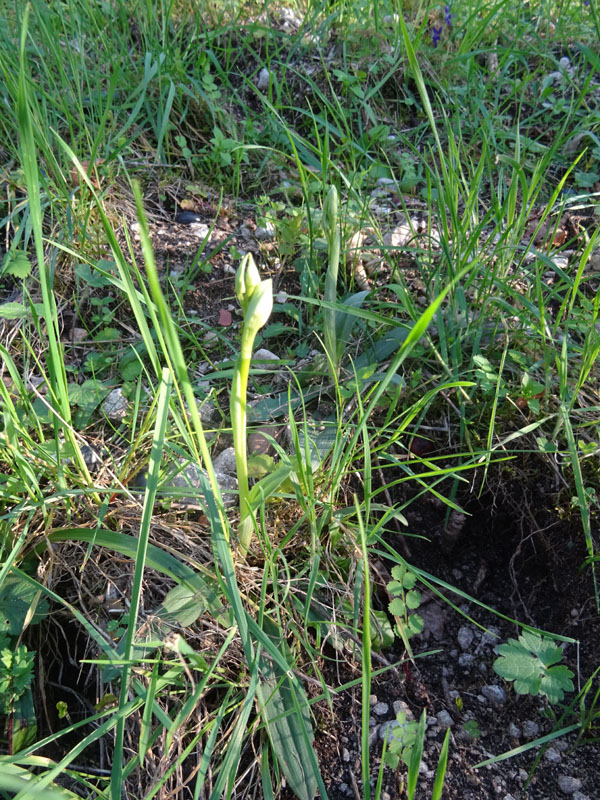 decine di...... Ophrys sphegodes